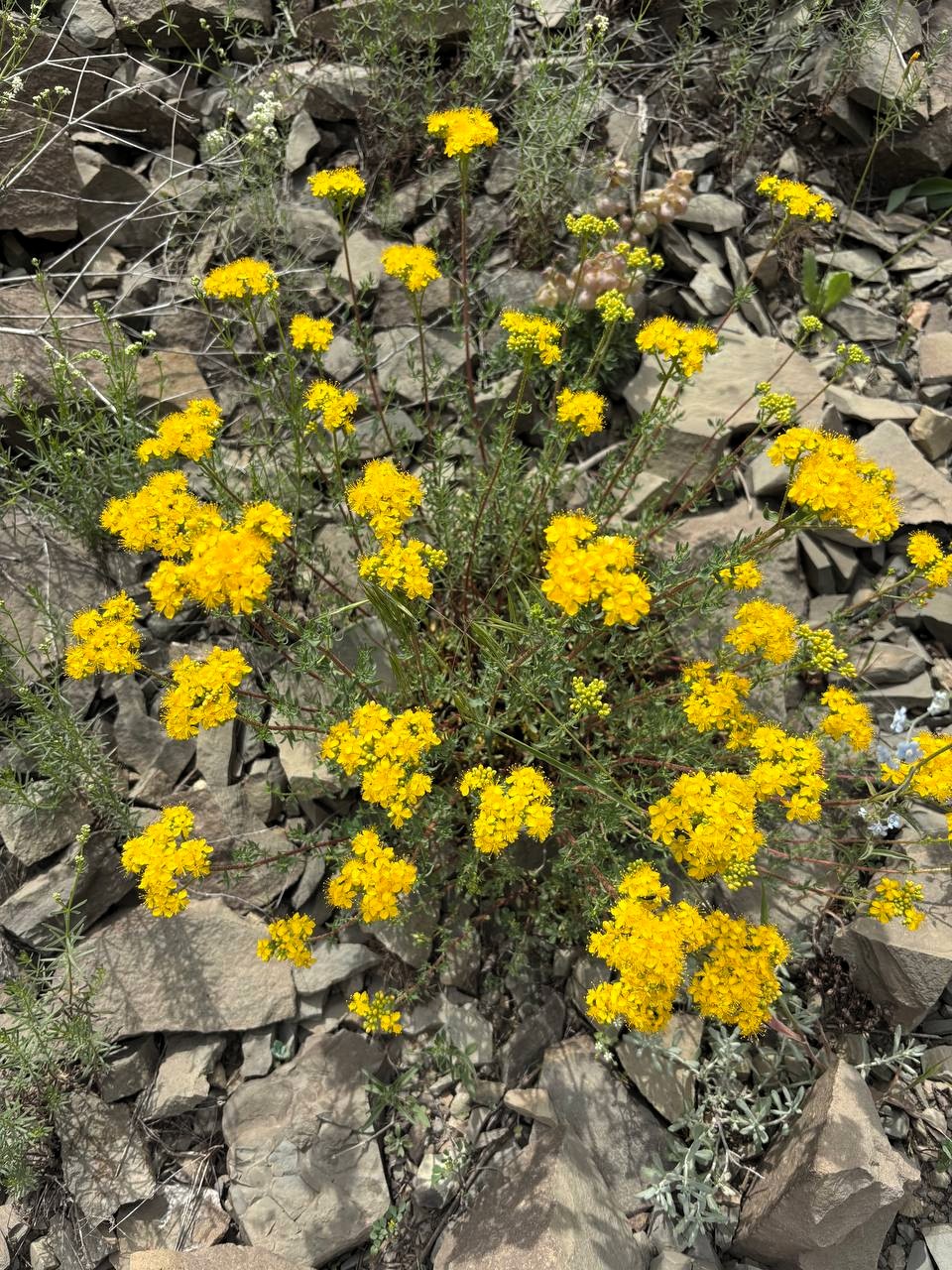 Սրոհունդ թեյ