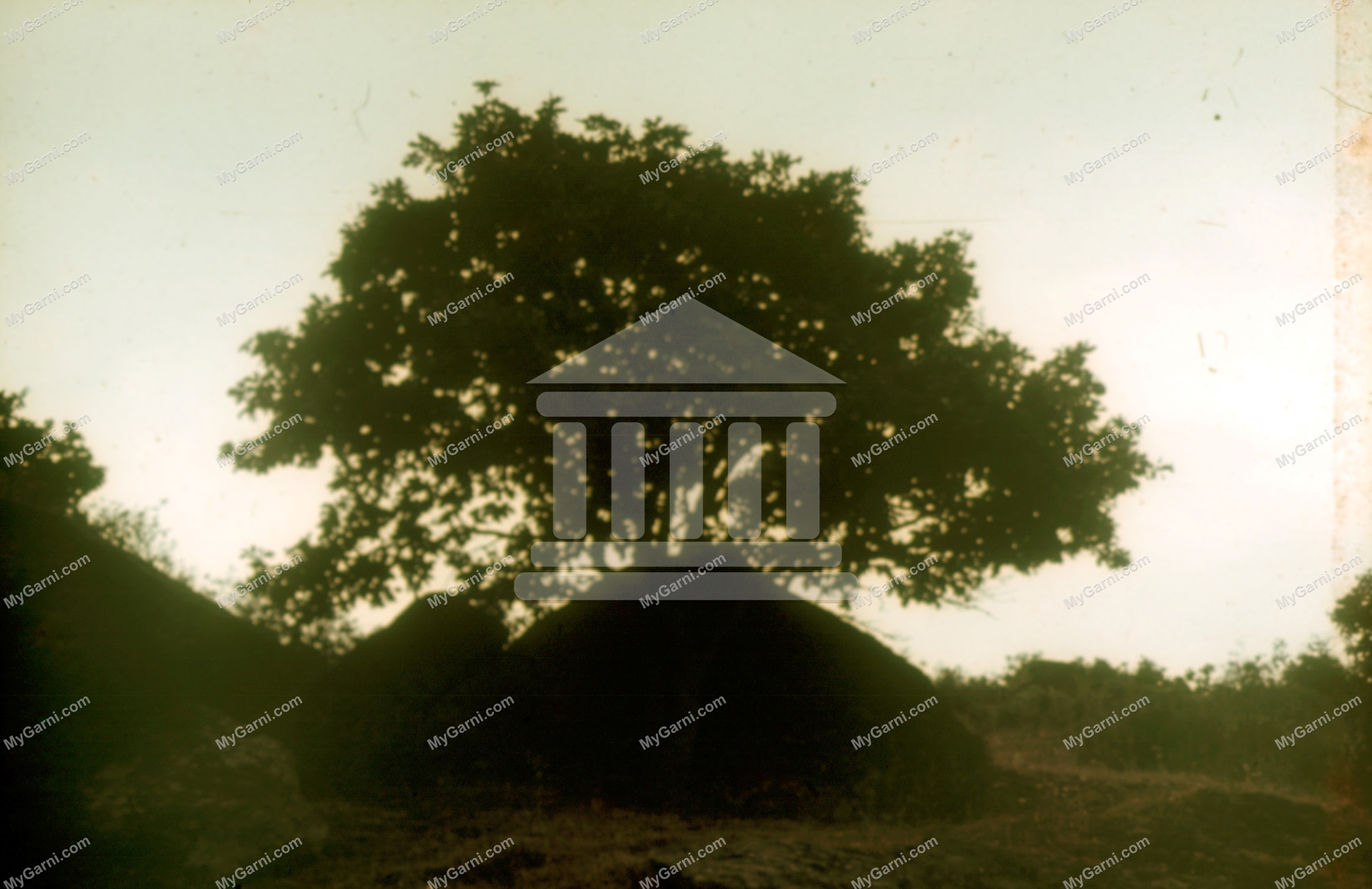 Մենավոր ծառ ժայռերի միջավայրում, 1970–1980 թթ.