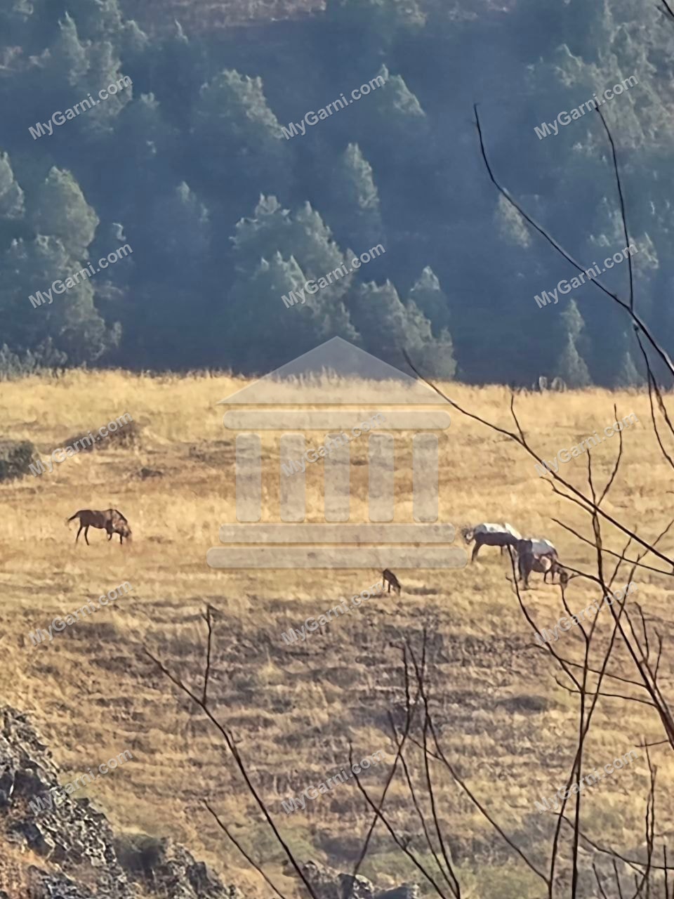 Ձիերի հանգիստը Խոսրովի անտառում
