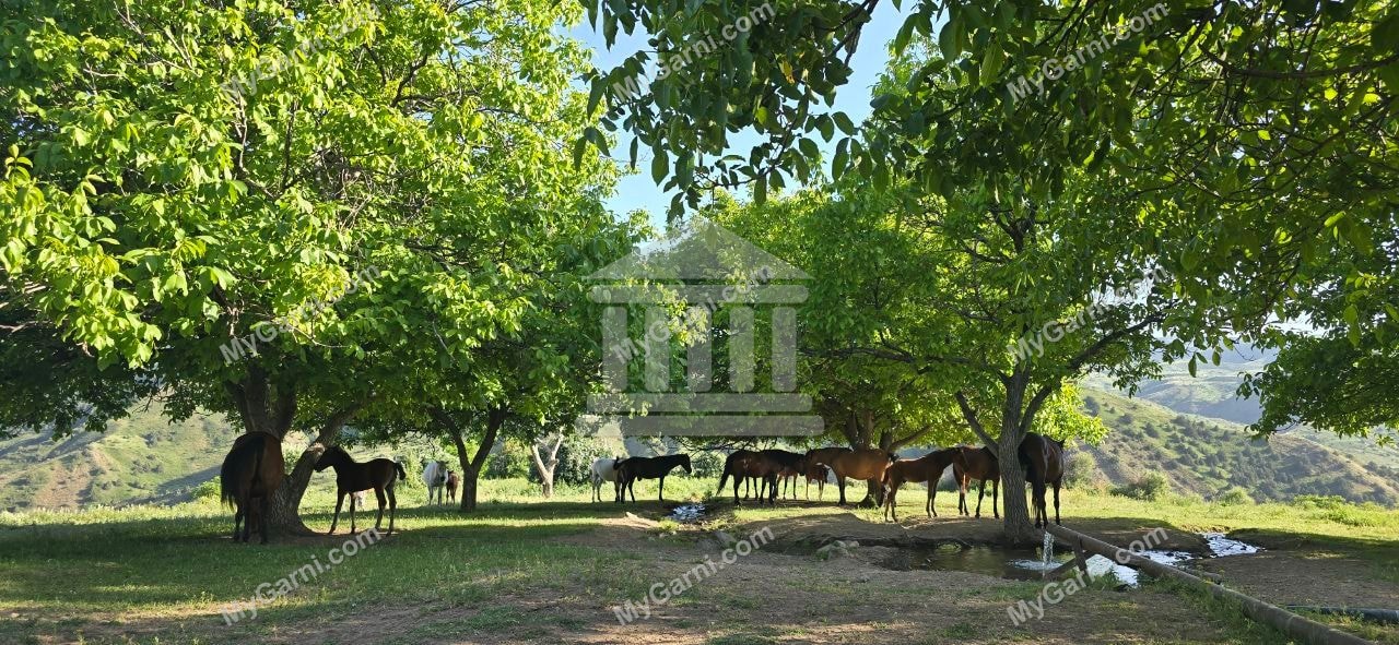 «Ձիեր Խոսրովի անտառի գրկում»