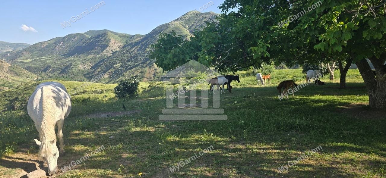 «Ձիեր Խոսրովի անտառի լեռների ֆոնին»
