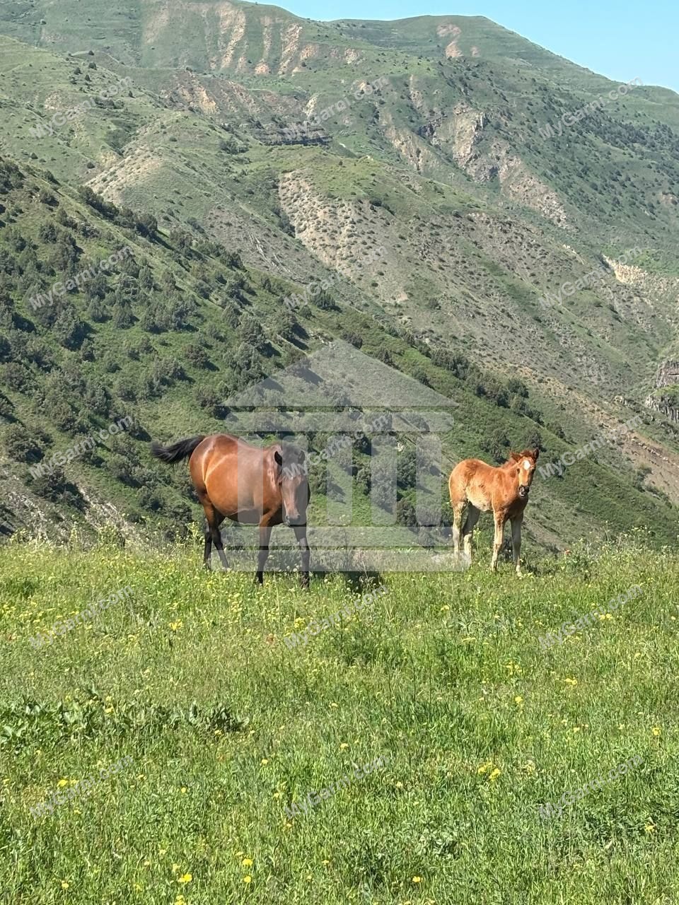 Գառնիի լեռներում ձիեր
