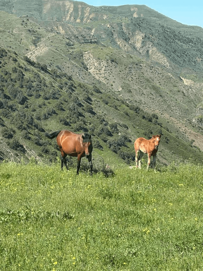 Ձիավարություն՝ Գառնի-Հավուց Թառ